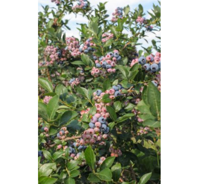 Голубика сорт "Чандлер" 2-лет. в конт. 2 л