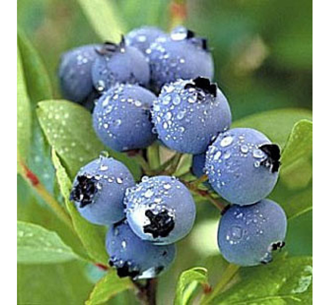 Саджанці лохини Торо (Toro) 2 річні, конт. 2 л