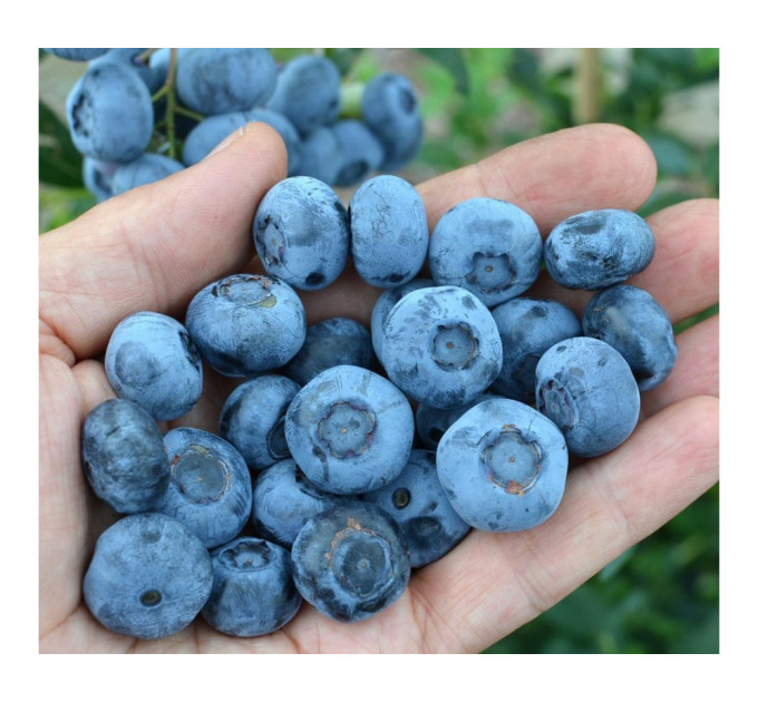 Голубика сорт "Чандлер" 2-лет. в конт. 2 л