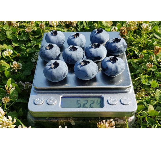 Голубика сорт "Чандлер" 2-лет. в конт. 2 л