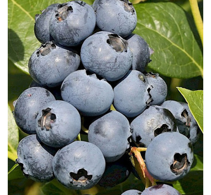 Саженцы голубики сорт "Сиерра", 2 летние пакет 5 л