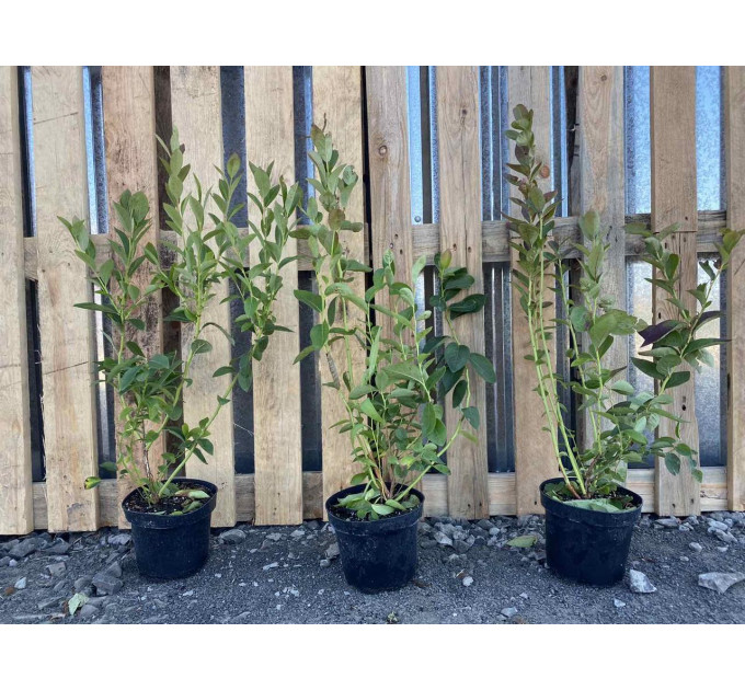 Голубика сорт "Чандлер" 2-лет. в конт. 2 л