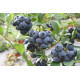 Голубика сорт Ханна Чойс, 2 лет 1.5 л