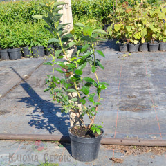 Голубика сорт "Чандлер" 2-лет. в конт. 2 л