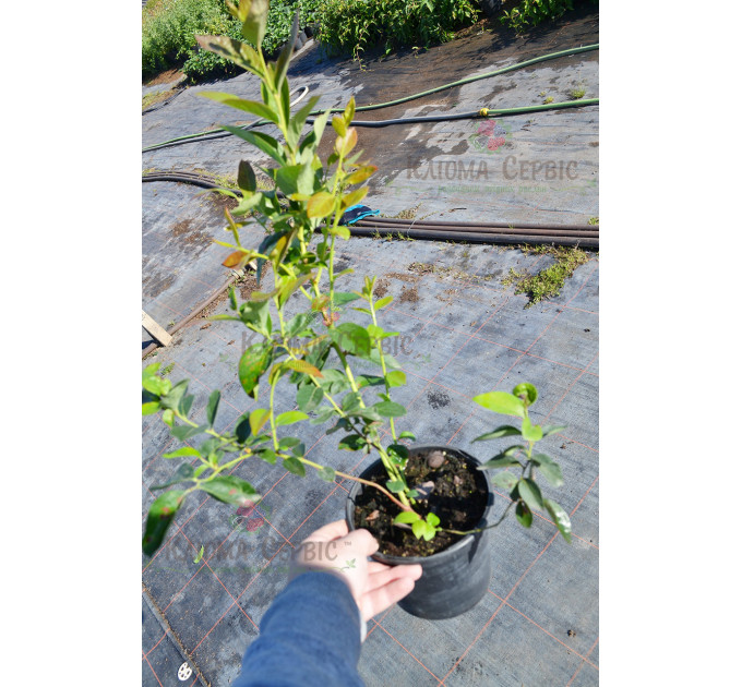 Голубика сорт "Чандлер" 2-лет. в конт. 2 л