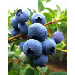 Голубика сорт Ханна Чойс, 2 лет 1.5 л