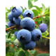 Голубика сорт Ханна Чойс, 2 лет 1.5 л