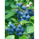 Голубика сорт Ханна Чойс, 2 лет 1.5 л