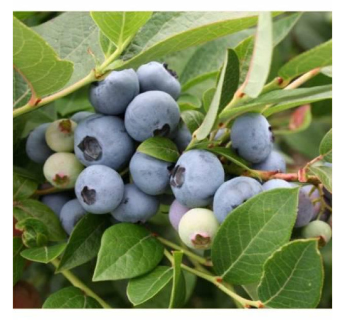 Саженцы голубики сорт "Легаси", 2-летние горшок 2 л