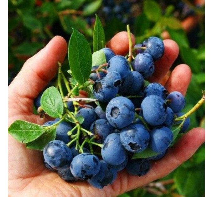 Голубика "Дюк" 2 летняя, конт. 2 л