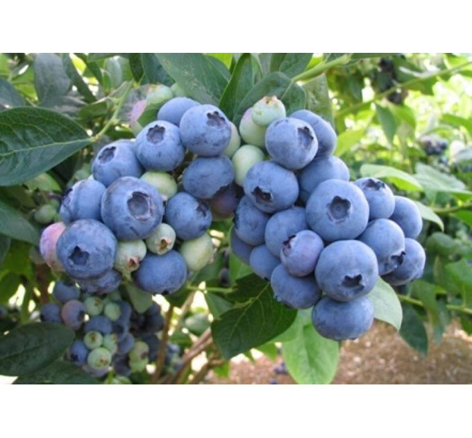 Саженцы голубики сорт "Бонус", 2-лет контейнер 3 л