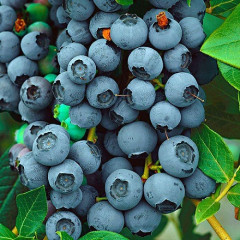 Саженцы голубики сорт "Легаси", 2-летние горшок 2 л