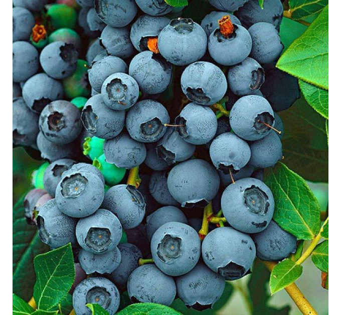 Саженцы голубики сорт "Легаси", 2-летние горшок 2 л