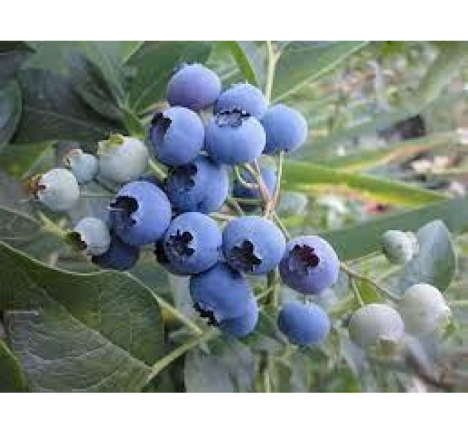 Саженцы голубики сорт "Легаси", 2-летние горшок 2 л