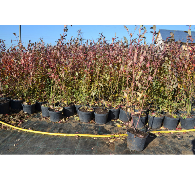 Саженцы голубики сорт "Бонус" 2 лет, конт. 2 л