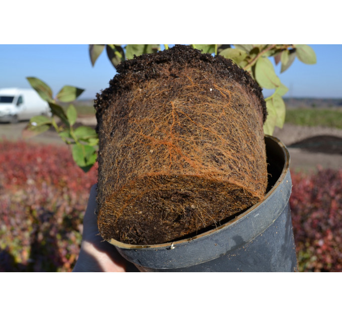 Саженцы голубики сорт "Бонус" 2 лет, конт. 2 л