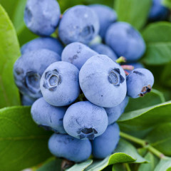 Саженцы голубики сорт Спартан, 2 летние C3