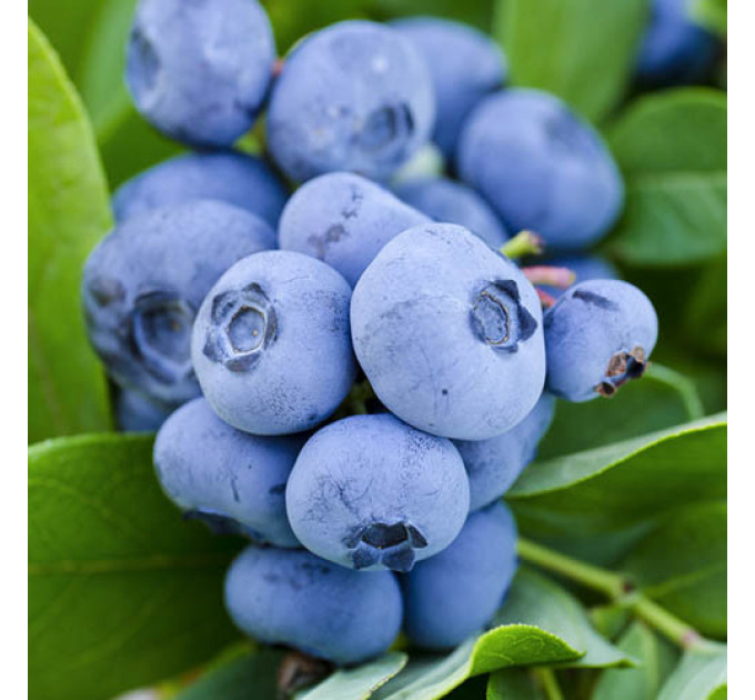 Саженцы голубики сорт Спартан, 2 летние C3