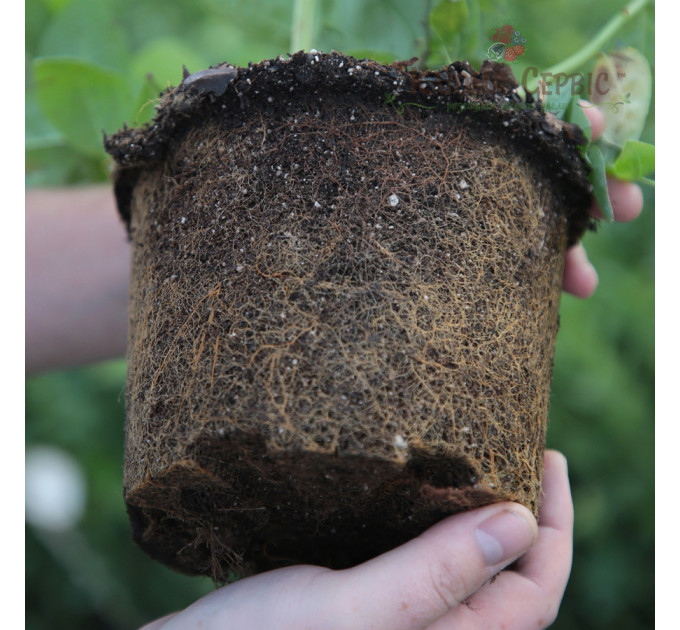 Саженцы голубики сорт "Бонус" 2 лет, конт. 2 л