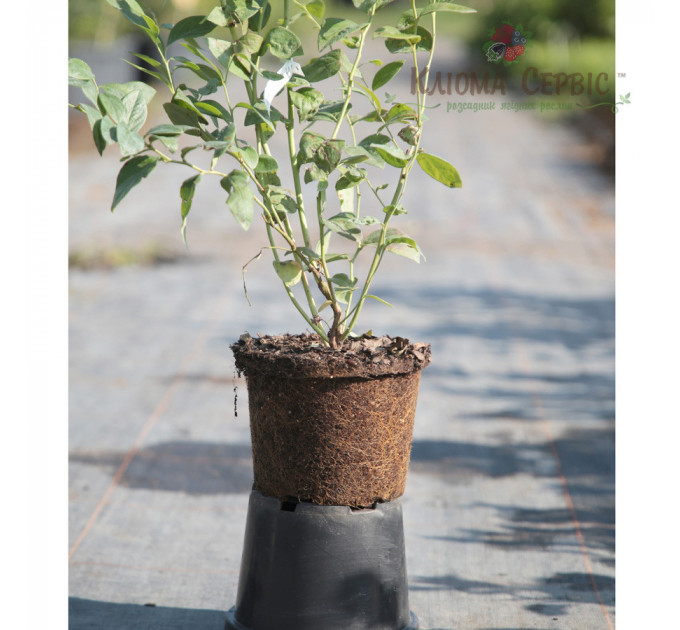 Саженцы голубики сорт "Бонус" 2 лет, конт. 2 л