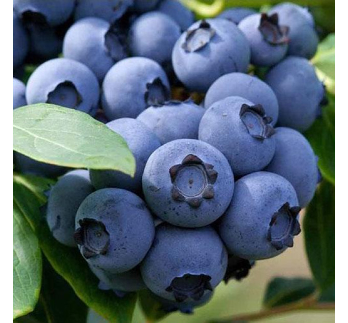 Саженцы голубики сорт Спартан, 2 летние C3