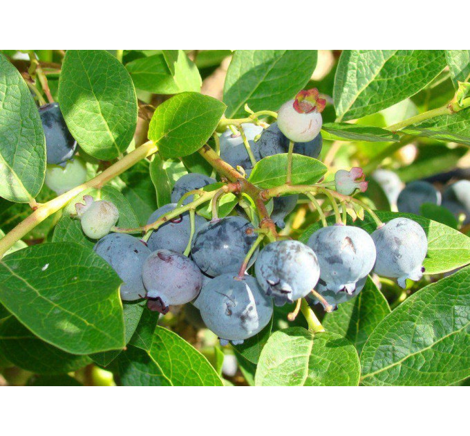 Саженцы голубики сорт "Блюджей", 2-лет. в конт. 2 л