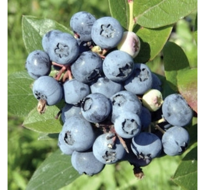 Голубика "Блуджей" 2-летние, контейнер 2 л