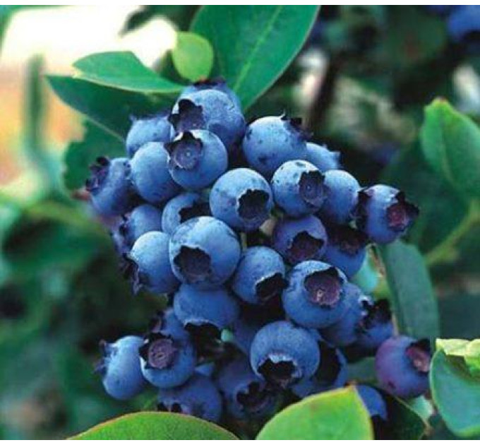 Голубика "Блуджей" 2-летние, контейнер 2 л