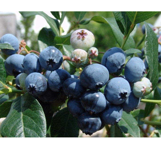 Голубика "Блуджей" 2-летние, контейнер 2 л