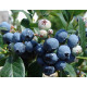 Голубика "Блуджей" 2-летние, контейнер 2 л