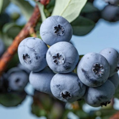 Саженцы голубики сорт "Бонус" 2 лет, конт. 2 л