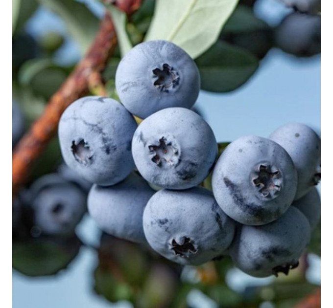 Саженцы голубики сорт "Бонус" 2 лет, конт. 2 л