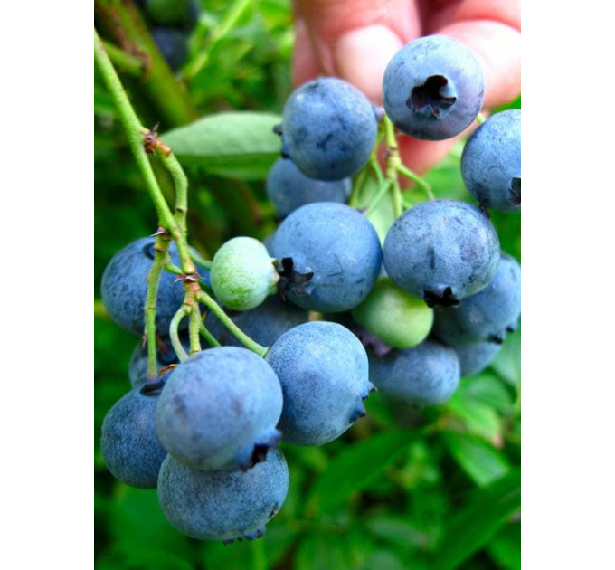 Саженцы голубики сорт "Санрайз", 2 лет горшок 2 л