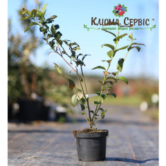 Саженцы голубики сорт "Санрайз", 2 лет горшок 2 л