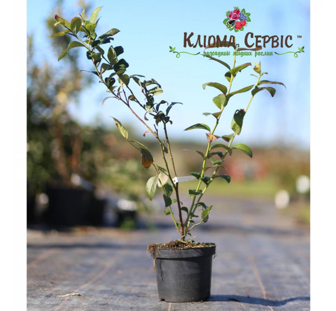 Саженцы голубики сорт "Санрайз", 2 лет горшок 2 л