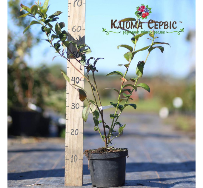 Саженцы голубики сорт "Санрайз", 2 лет горшок 2 л