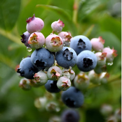 Саженцы голубики сорт Top Hat 2 летние, конт. 3 л