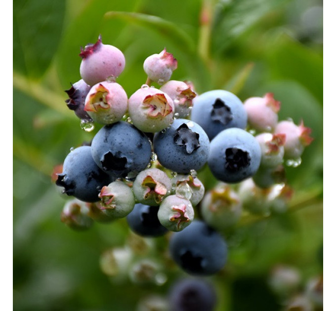 Саженцы голубики сорт Top Hat 2 летние, конт. 3 л