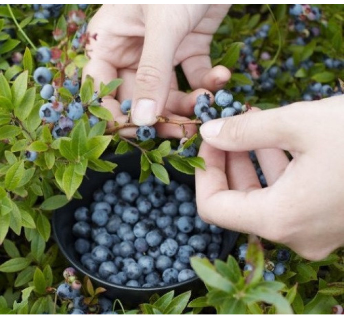 Саженцы голубики сорт Top Hat 2 летние, конт. 3 л