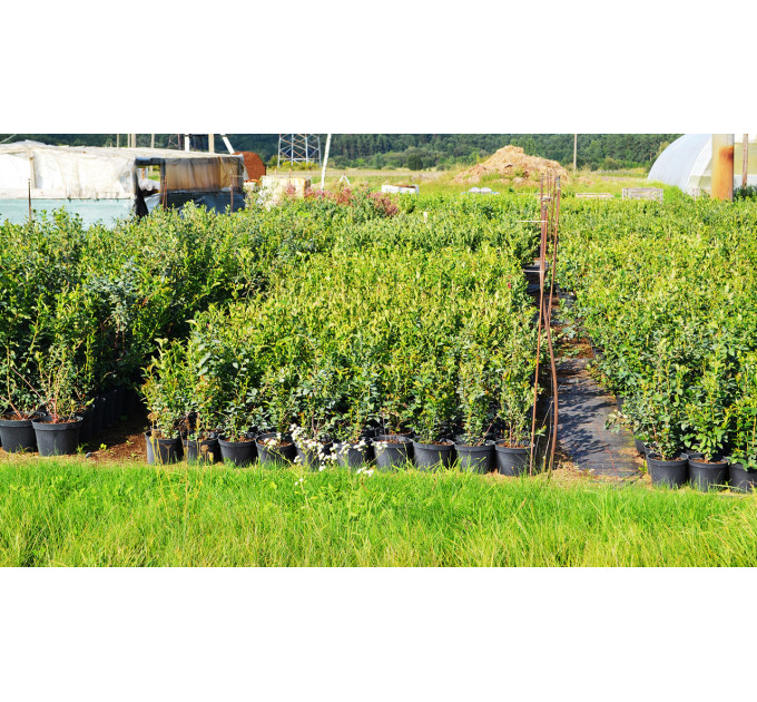 Саженцы голубики сорт Патриот 2 летние, конт. 2 л