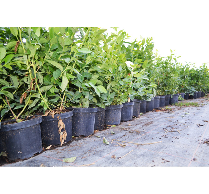 Саженцы голубики сорт Патриот 2 летние, конт. 2 л