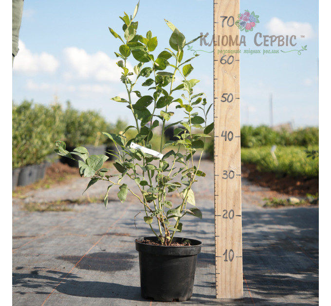 Саженцы голубики сорт Патриот 2 летние, конт. 2 л