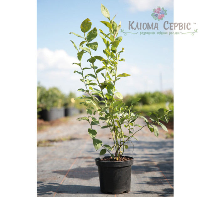 Саженцы голубики сорт Патриот 2 летние, конт. 2 л