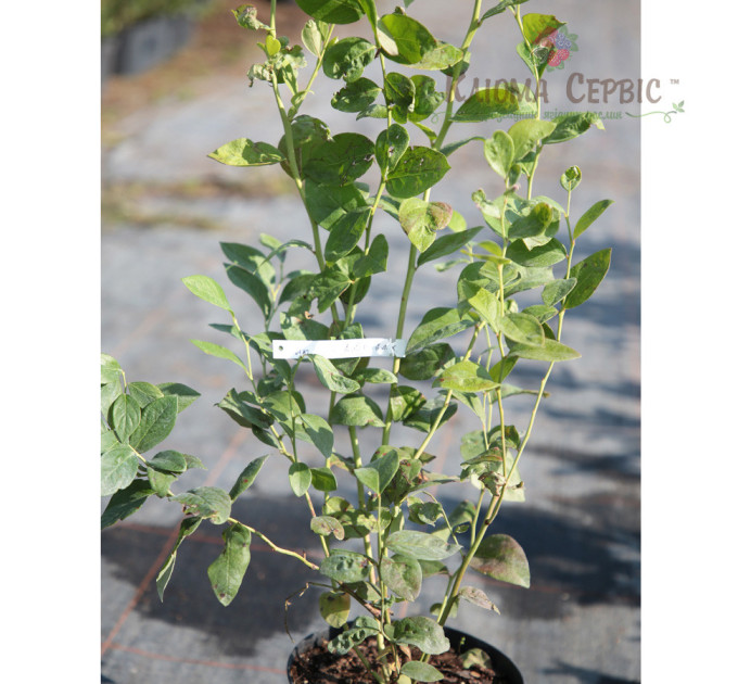 Саженцы голубики сорт Патриот 2 летние, конт. 2 л