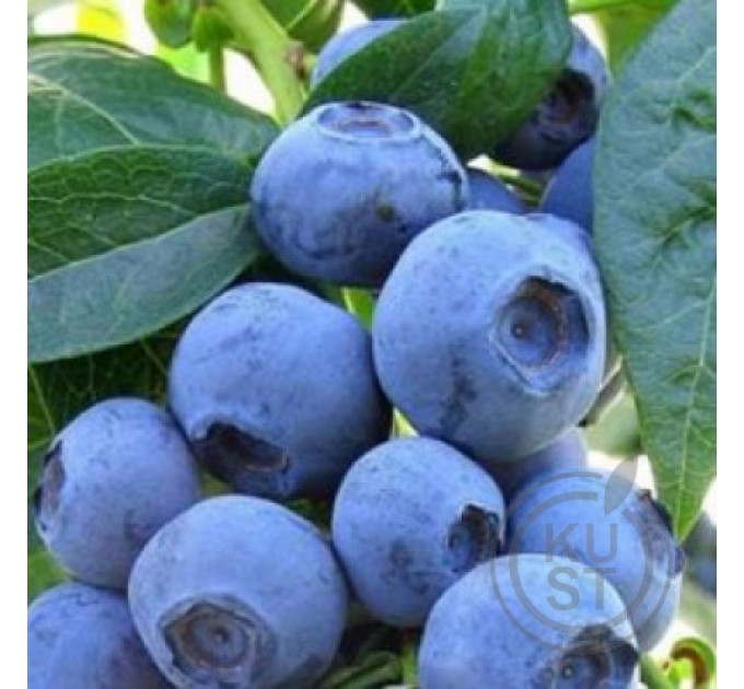 Лохина сорт Елліот 2-річні, пакет 3.5 л