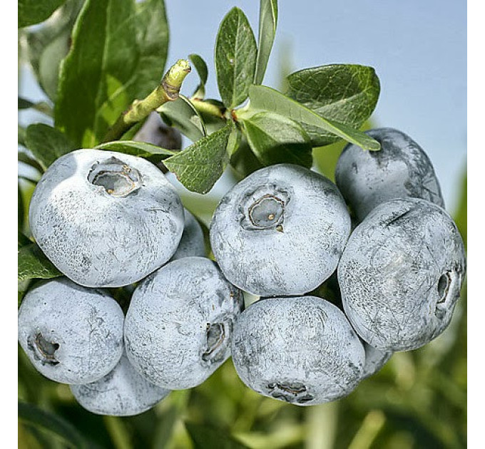 Саженцы голубики сорт Патриот 2 летние, конт. 2 л