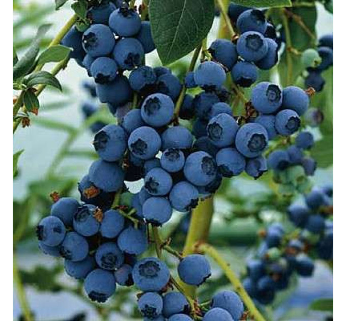 Голубика "Норд Кантри" 2-летняя