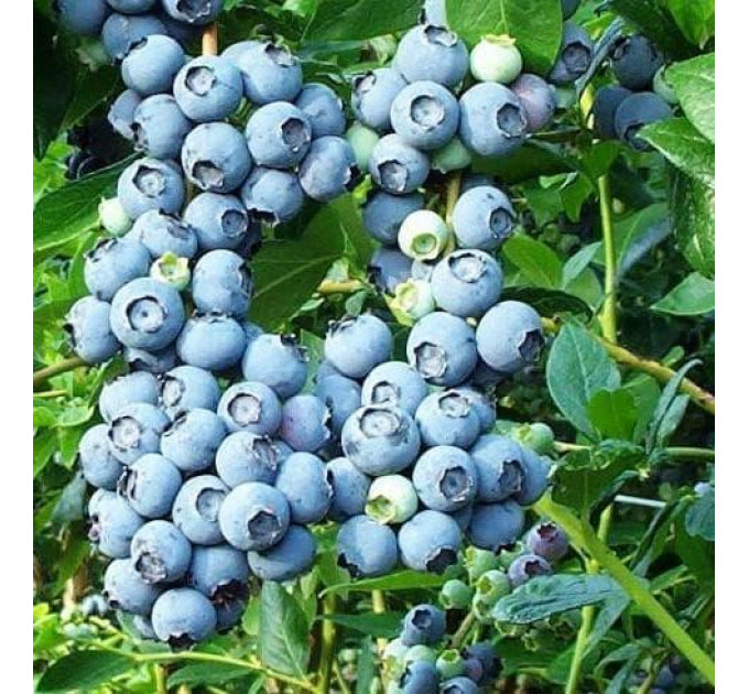 Саженцы голубики сорт "Беркли", 2-летние горшок 2л