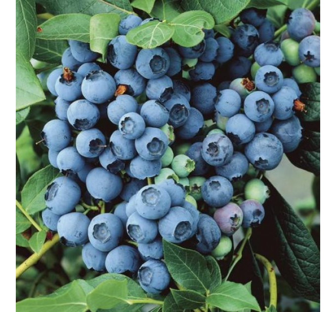 Голубика "Норд Кантри" 2-летняя