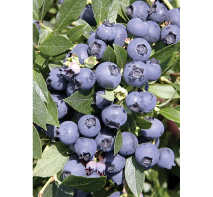 Голубика "Норд Кантри" 2-летняя